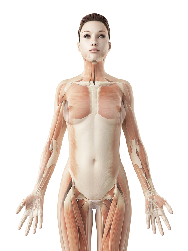 Interactive body illustration